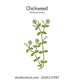 Chickweed (Stellaria media), medicinal and edible plant. Hand drawn botanical vector illustration