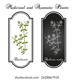 Chickweed (Stellaria media), medicinal and edible plant. Hand drawn botanical vector illustration