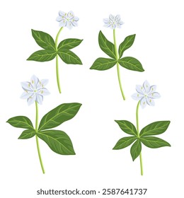 chickweed-wintergreen flowers, arctic starflowers, Lysimachia europaea, vector drawing wild plants at white background, floral element, hand drawn botanical illustration