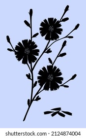 Chicory. Black silhouettes of a sprig of chicory with flowers and petals isolated on a light blue background. Vector illustration.