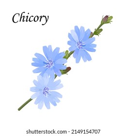 Rama de achicoria con flores azules, ilustración vectorial.