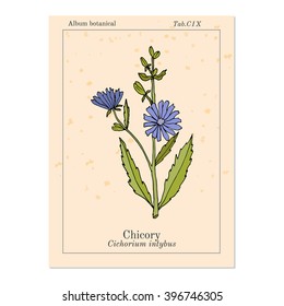 Chicory (Cichorium Intybus). Hand drawn botanical vector illustration 