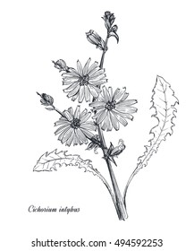 Chicory coffee substitute herb. Hand drawn cichorium outline vector illustration. Isolated on white background.
