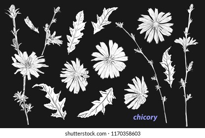 Chicory. Collection of linear sketches of flowers and chicory leaves.
Hand-drawn vector illustration .Isolated floral elements. Clipart.
