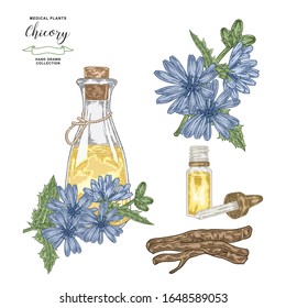Chicory essential oil. Hand drawn chicory flowers and roots with glass bottle isolated on white background. Medical plants collection. Vector illustration.