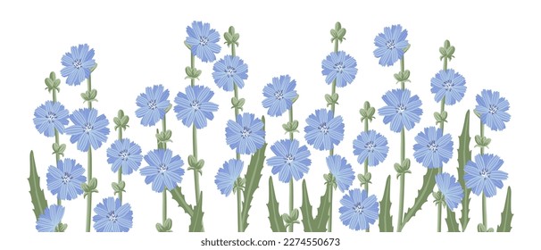 achicoria, flores de campo, dibujo vectorial de plantas silvestres de fondo blanco, elementos florales, ilustración botánica dibujada a mano