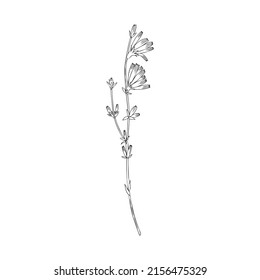 Chicory flower branch hand drawn graphic vector line art illustration, medical Endive plant doodle sketch isolated on white background for design greeting card, wedding invite, medicine, tea, cosmetic