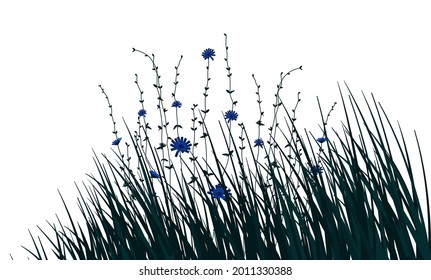 Chicory flower and branches with grass isolated on white background. Vector illustration