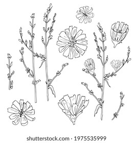 chicory flower and branches. Hand drawing in ink, black and white outline.