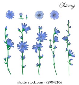 Chicory flower, bud, head and leaves hand drawn graphic vector colorful illustration, medical endive plant, doodle sketch isolated on white, for design greeting card, invite, medicine, tea, cosmetic