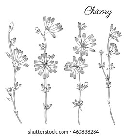 Chicory flower, bud, leaf hand drawn graphic vector botanical illustration, doodle ink sketch isolated on white, medical endive plant, contour style for design greeting card,  invitation, medicine