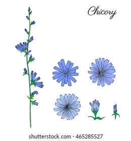 Chicory flower, bud, leaf hand drawn graphic vector colorful illustration, doodle ink sketch isolated on white, medical endive plant, contour style for design greeting card,  invitation, medicine