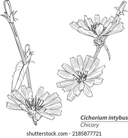 Chicory flower or Cichorium intybus in vintage style. Vector image