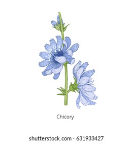 Chicory flower colorful. Medical herbs and plants Isolated on white background series. Vector illustration. Art sketch. Hand drawing object of nature. Vintage engraving style.