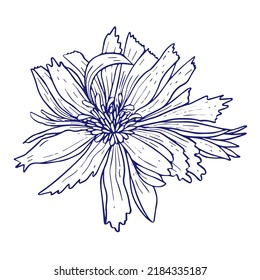 Chicory flower doodle sketch. Hand drawn vector illustration isolated on white background.