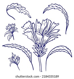Chicory flower doodle sketch. Hand drawn vector illustration isolated on white background.