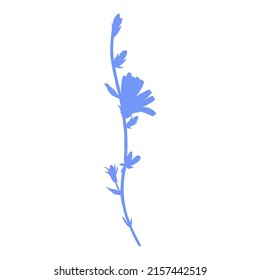 Chicory flower hand drawn graphic vector colorful illustration, medical Endive plant, decorative silhouette isolated on white background for design greeting card, wedding, medicine, tea, cosmetic
