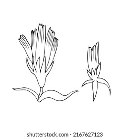 Chicory flower hand drawn graphic vector line art illustration, medical Endive plant, doodle sketch isolated on white background for design greeting card, wedding invite, medicine, tea, cosmetic