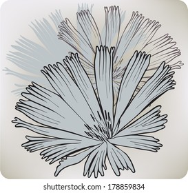Chicory flower, hand-drawing. Vector illustration.