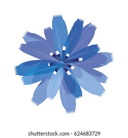 Chicory flower isolated on white background. Vector illustration