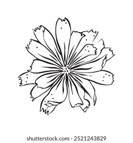 Flor de chicória. Desenho de linha. Ilustração em preto e branco. Vetor.