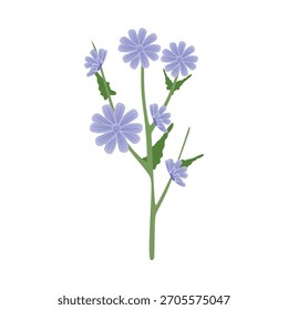 Flor de achicoria y raíz plana ilustración. Concepto de sustituto de café. Diseño de Ilustración vectorial. Moderno estilo plano con Formas simples y azules.