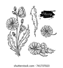 Chicory Flower, Root And Seed Vector Superfood Drawing Set. Isolated Hand Drawn  Illustration On White Background. Organic Healthy Food. Great For Banner, Poster, Label