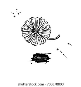 Chicory flower vector superfood drawing. Isolated hand drawn  illustration on white background. Organic healthy food. Great for banner, poster, label