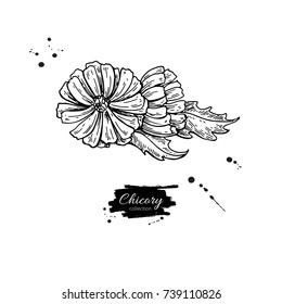 Chicory flower vector superfood drawing. Isolated hand drawn  illustration on white background. Organic healthy food. Great for banner, poster, label