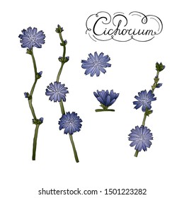 Chicory flowers set. Hand drawn black letters. Botanical vector illustration. Latin name Cichorium. Petals, buds, twigs, leaves. Tender blue meadow flowers on a white background.