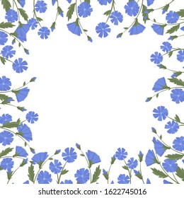 Chicory frame, wild flowers and medicinal herbs. Design for herbal tea, natural cosmetics, perfume, health care products, homeopathy, aromatherapy.