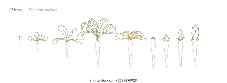 Chicory Growth Stages Vector Illustration - Cichorium intybus Development Cycle.