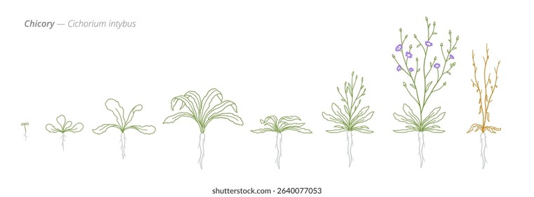 Chicory Growth Stages Vector Illustration - Cichorium intybus Biennial Development Cycle