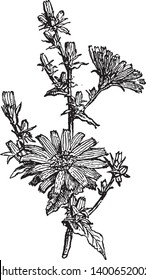 Chicory is a herb. The flowers are 2 to 4 cm. wide and are usually a bright and light blue, vintage line drawing or engraving illustration.