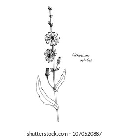 Цикорий ботанический рисунок