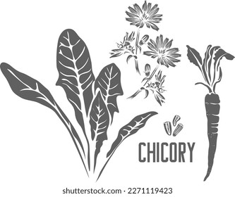 Folletos y silueta de vectores de raíz. Esquema de hierbas medicinales de Cichorium intybus. Silueta de raíz y semillas de achicoria para productos farmacéuticos y cocina. Un conjunto de esquemas de plantas de lúpulo.