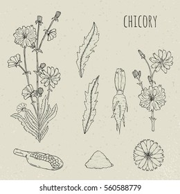 Chicory medical botanical isolated illustration. Plant, flowers, leaves, seed, root hand drawn set. Vintage outline sketch.