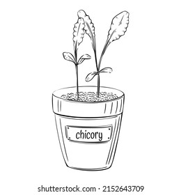 Chicory microgreen pots in sketch style on white background. Healthy organic vegan food. Nature vintage vector set. Fresh vegetable. Hand drawn illustration.