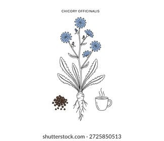 Chicory officinalis hand drawn vector illustration with flower, root, beans and beverage in cup. Herbal medicine and plant therapy.