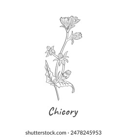 Chicory is an ordinary vector illustration, hand-drawn. Minimalistic flowers and herbs in monochrome. Wildflowers for logo design, tattoos, postcards, and product packaging.