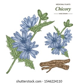 Chicory plant hand drawn. Chicory flowers and roots isolated on white background. Medical gerbs collection. Vector illustration. Colorful engraved style.