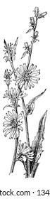 Chicory plant is native from Eurasia. The leaves and root are edible, vintage line drawing or engraving illustration.