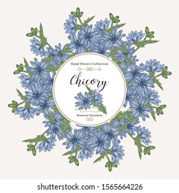 Chicory plant round frame. Flowers and leaves hand drawn. Medical herbs. Vector illustration vintage.