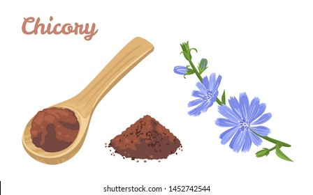 Chicory powder in wooden spoon isolated on white background. Vector illustration of flower chicory in cartoon flat simple style.