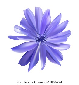 Chicory purple flower vector illustration. Colour of the Year 2022. Very Peri. Blue daisy. Mesh. Isolated.