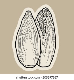 chicory salad cartoon vector.