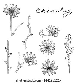Chicory set hand drawn vector