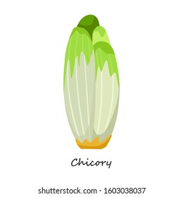 Chicory vector icon.Cartoon vector icon isolated on white background chicory.