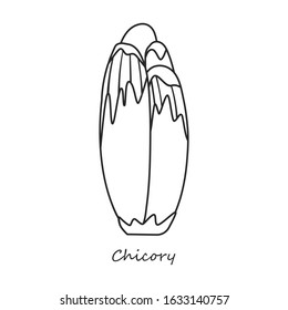 Chicory vector icon.Outline,line vector icon isolated on white background chicory.