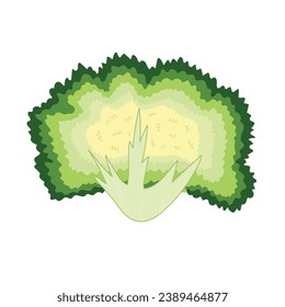 Chicory vegetable in cartoon style. Fresh green endive element isolated on white background. Organic healthy food clipart. Vector illustration